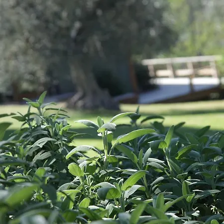 Madonnella Agricola *
