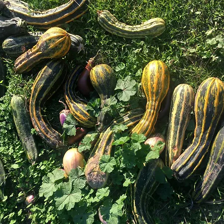 Madonnella Agricola Farm stay *