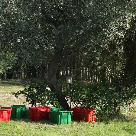 Madonnella Agricola