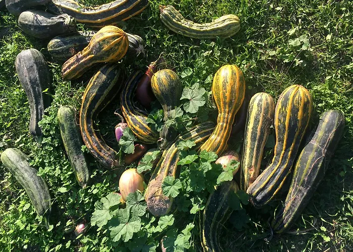 Madonnella Agricola Agroturismo *